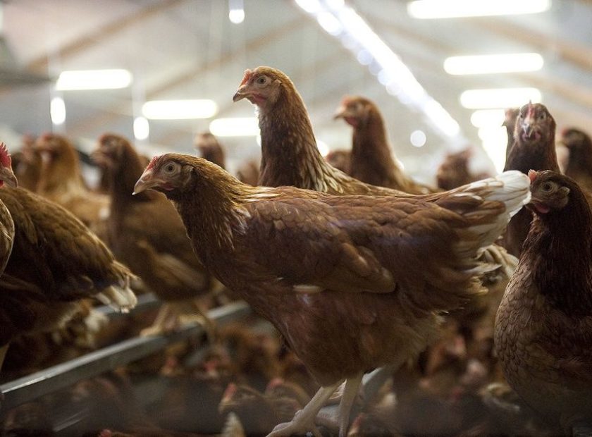 Poules pondeuses dans un bâtiment d'élevage