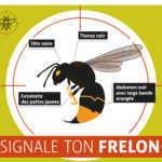 Nid Frelons Asiatiques