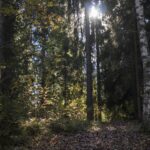 Journée internationale des Forêts : 28-29 mars 2026