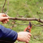 Taille des arbres : samedi 28 mars 2026